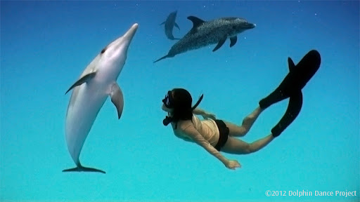Dolphin Dance Project (2012)
